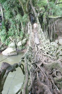 root-bridge-Indonesia4