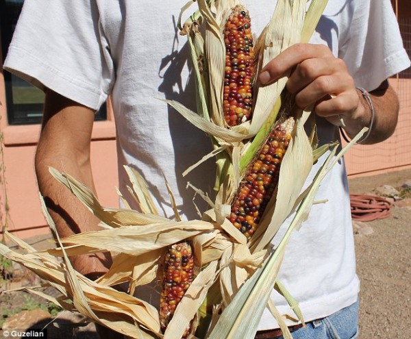 multi-colored-corn