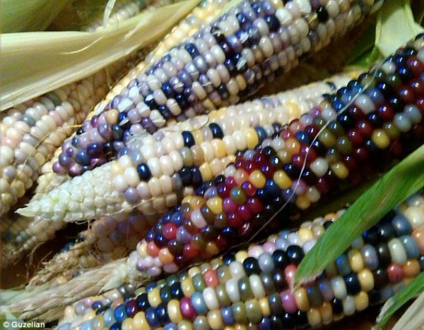 multi-colored-corn3