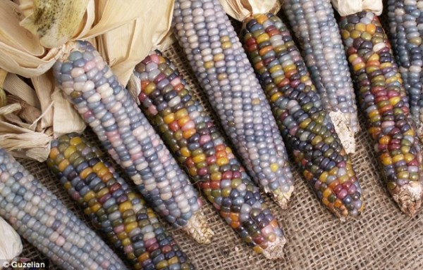 multi-colored_corn1