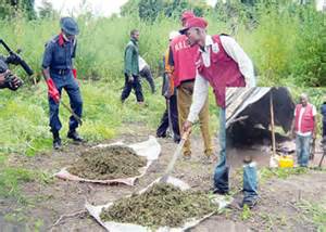 file: Cannabis farm in Osun