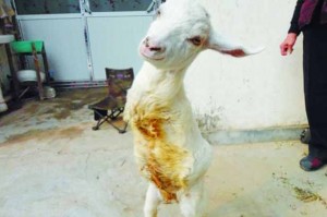 £££--Lamb-born-without-front-legs-has-learned-how-to-walk-like-a-human-solely-on-his-back-limbs-2943293