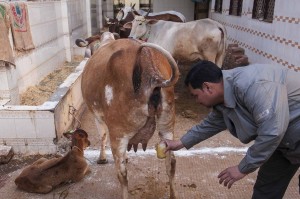 Fresh-Cow-Urine-3017749