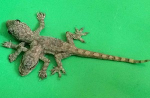 Two-headed, six-legged baby house gecko