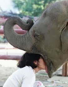 head_in_elephant_s_mouth