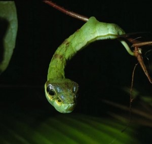 snake-caterpillar-550x521