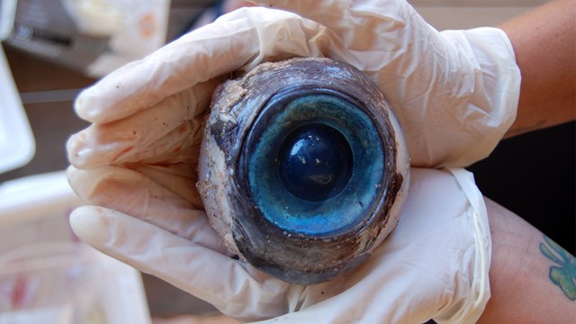 Giant Eyeball Mystery Solved: It Belonged To - Information Nigeria