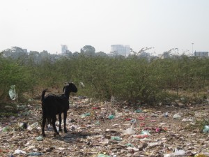 Ashram-goat-and-trash