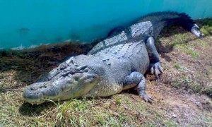 odd-lolong-the-crocodile