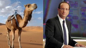 Hollande with camel
