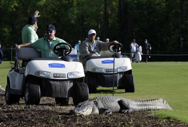 alligator_golf_1