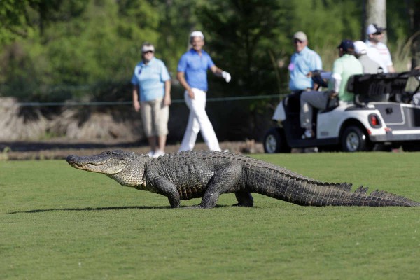 alligator_golf_2