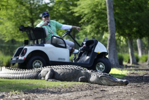 alligator_golf_3