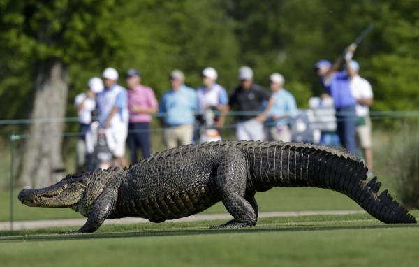 alligator_golf_5