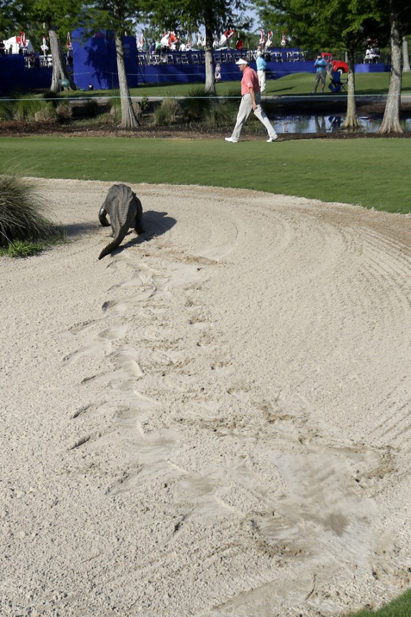 alligator_golf_6