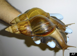 This undated photo provided by Scott Burton shows a Giant African Land Snail. In an aggressive effort to keep an invasive snail species from making a permanent home in Florida, 117,000 giant African land snails have been captured in the past year. The infestation was discovered in September 2011. Officials hoped they could keep the snail from joining other exotic plant, fish and animal species that have found havens in the state. (AP Photo/Scott Burton)