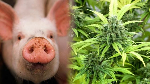 pot-fed_pigs_are_becoming_a_thing_in_washington_state