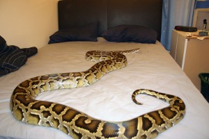 snake on bed