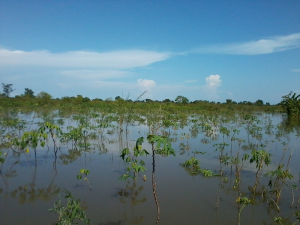 file: flooded farmland