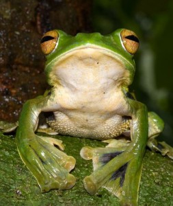 new-species-helens-flying-frog_63112_600x450