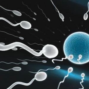 sperm_cells