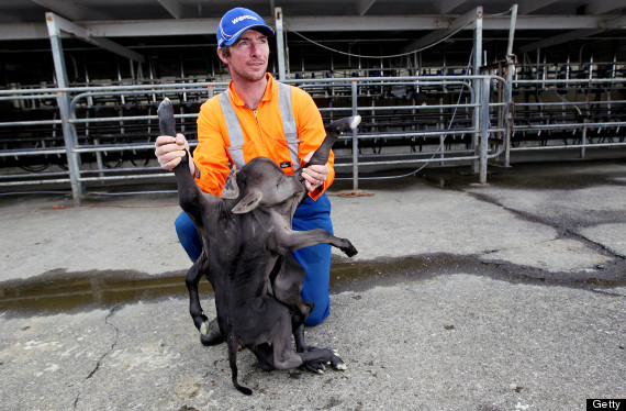 Deformed Calf Stillborn On New Zealand Dairy