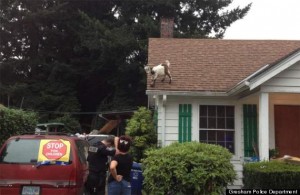 This goat has no respect for you. It respects only one man, a local source claims.