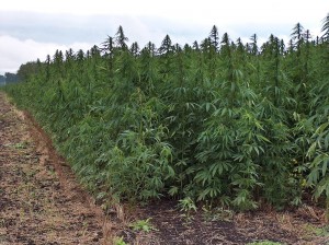 file: hemp farm