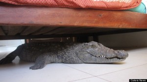 Alarm Croc