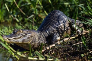 An-unusually-shaped-Alligator-in-a-swamp-2367069