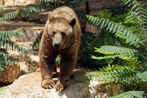 80-year-old-Russian-man-fights-bear-and-lives-to-tell-about-it