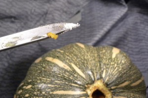 Canadian-officials-got-a-spooky-surprise-when-they-seized-these-pumpkins-that-were-stuffed-with-suspected-cocaine-2667356