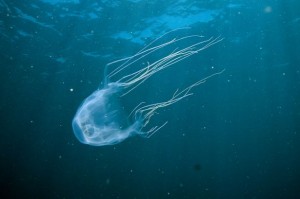 Jellyfish-2840128