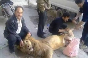 Syrians-Butcher-And-Eat-Lion-From-Damascus-Zoo-MAIN-2869143