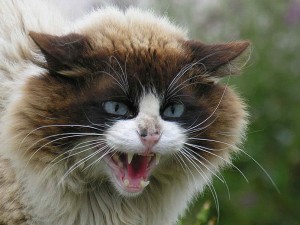 image-angry-cat-face-dark-souls-wiki_419487