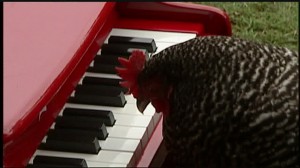 img-Talented-chicken-plays-piano-at-Honolulu-Zoo