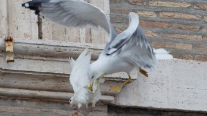 vatican-pope-doves1
