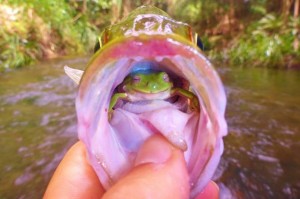 Frog-in-fish