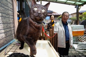 Tohoku Cat, Missing Since 2011 Disaster, Reunited With Owners