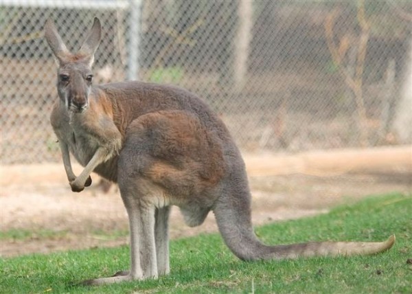 Kangaroo tails. Хвост кенгуру. Самый крупный кенгуру. Кенгуру матчи.