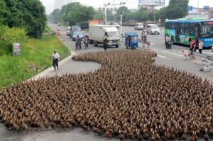 A Chinese farmer drives about 5,000 ducks to a pond