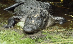 american-alligator