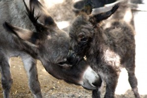 Intoxicated-man-rolls-car-wakes-up-in-field-of-donkeys