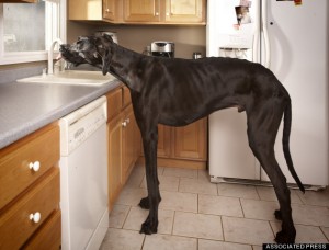 ODD Tallest Dog