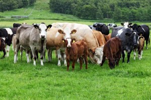 Scottish-officer-called-backup-due-to-cow-phobia