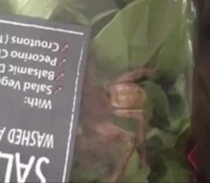 Australian-woman-finds-spider-in-salad-package