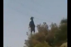 Goat-found-hanging-by-the-horns-from-cable-over-rural-road-in-Greece