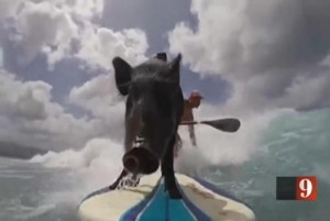 Third-generation-surfing-pig-makes-debut-in-Hawaii