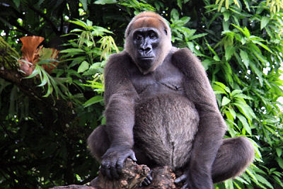 N6.8 million: Kano state zoo has no gorilla - Ganduje