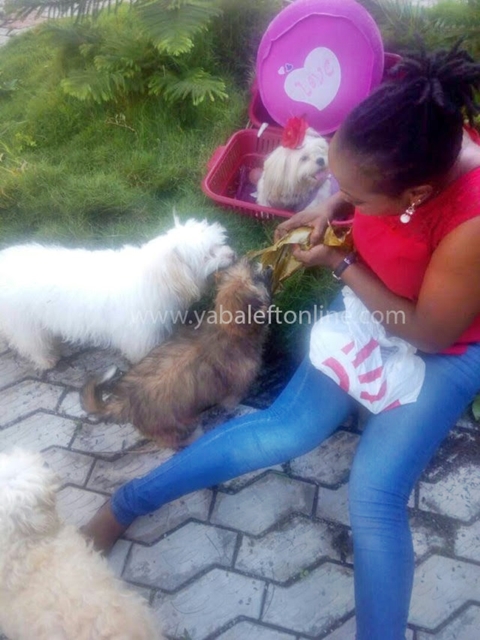 Lady Holds Baby Shower For Her Pregnant Dog | Photos ...